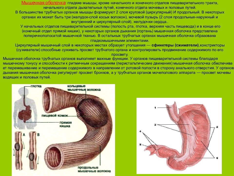 Орган который дает. Мышечная оболочка органов. Мышечная оболочка функции. Мышечная оболочка состоит из.