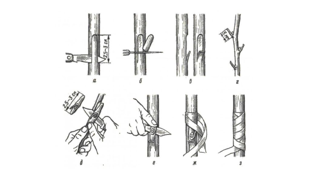 Размножение деревьев. Прививка почкой (глазком) — окулировка. Окулировка вприклад схема. Прививка окулировкой вприклад. Окулировка щитком.