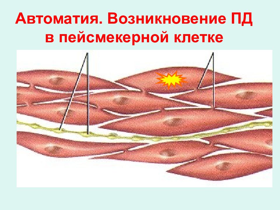 Пейсмекерные клетки гладких мышц. Автоматия гладких мышц физиология. Пейсмейкеры в гладких мышцах. Гладкая мускулатура.