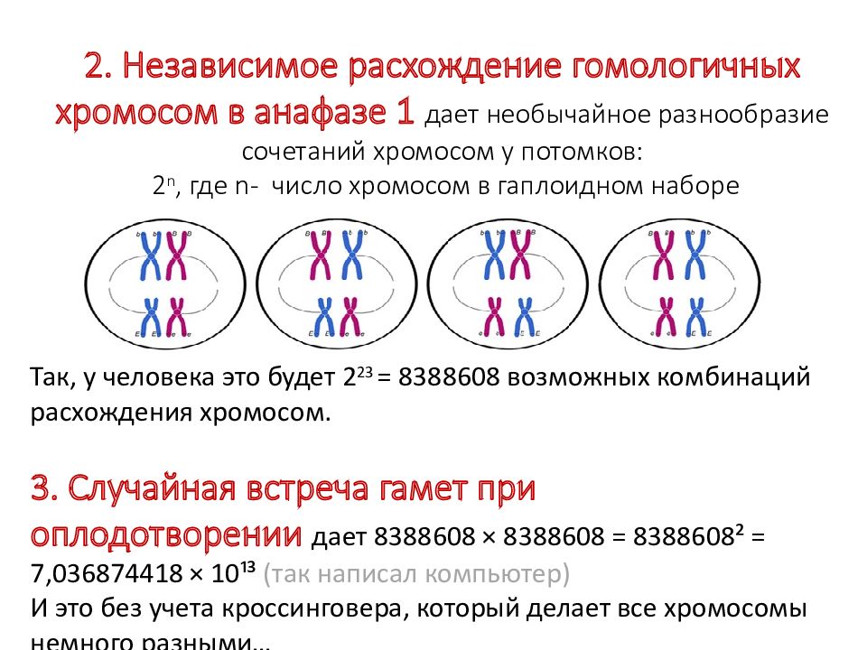 Расхождение хроматид к полюсам клетки. Расхождение гомологичных хромосом мейоз 2. Независимое расхождение хромосом в мейозе. Расхождение хромосом в анафазе. Расхождение гомологичных хромосом в мейозе.