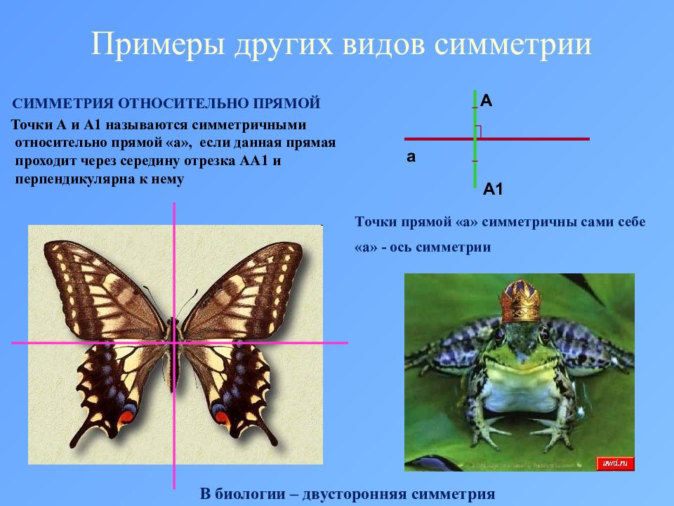 Какую симметрию тела имеют животные. Симметрия (биология). Виды симметрии в биологии. Типы симметрии в биологии. Осевая симметрия в биологии.