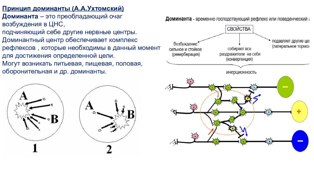 Принцип центр. Доминанта Ухтомского физиология. Принцип Доминанты физиология. Принцип Доминанты Ухтомского. Механизмы формирования Доминанты по а.а Ухтомскому.