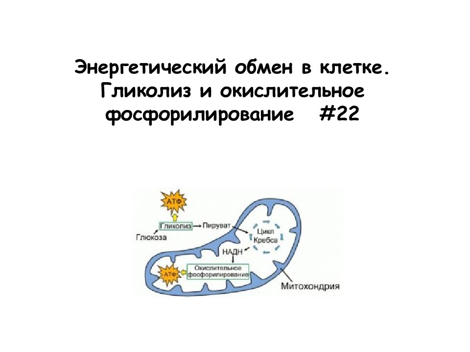 Энергетический обмен в клетке гликолиз и окислительное фосфорилирование презентация 10 класс