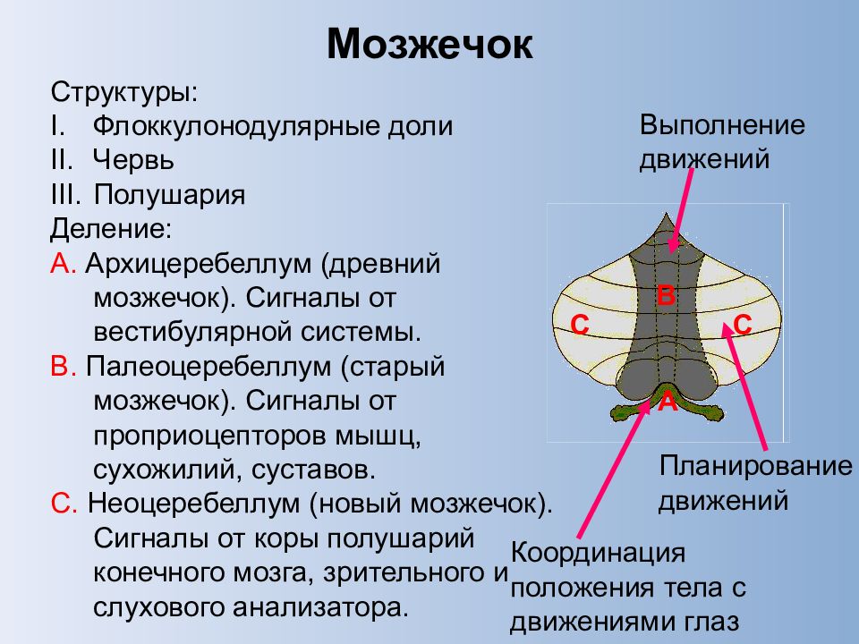 1 мозжечок. Строение мозжечка анатомия. Мозжечок анатомия и физиология. Мозжечок строение доли. Внешнее строение мозжечка.