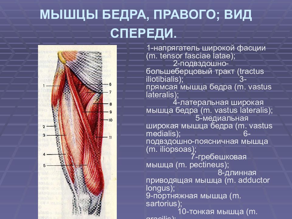 Какие мышцы бедра. Мышцы сгибатели бедра анатомия. Строение мышц бедра спереди. Передняя группа мышц бедра строение. Мышцы бедра анатомия спереди.