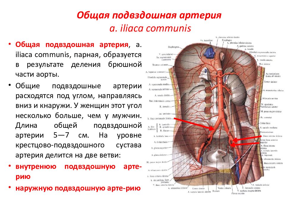 Ветви брюшной части аорты схема