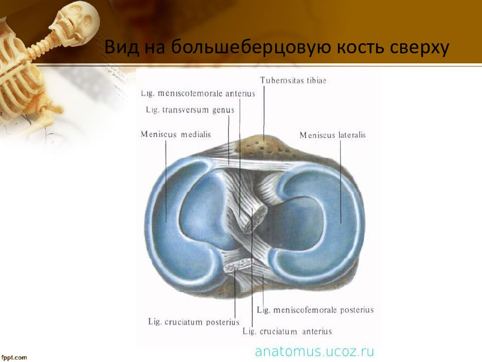 Презентация коленный сустав