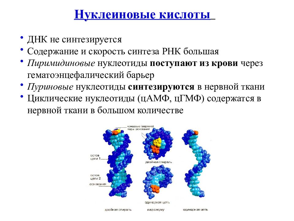 Содержание нуклеотидов в днк. Синтез нуклеиновых кислот происходит из. Синтез нуклеиновых кислот РНК. Синтез нуклеиновых кислот происходит в. Нуклеиновые кислоты биохимия.