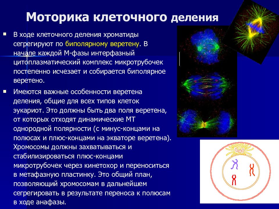 Ход на клетку 1. Исчезает Веретено деления. Задержка клеточного деления презентация. Тангенциальное деление клеток. Каждое клеточное деление начинается с.