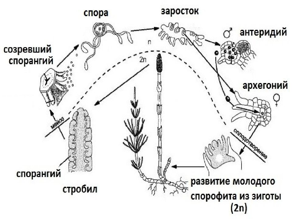 Схема цикла развития моховидных