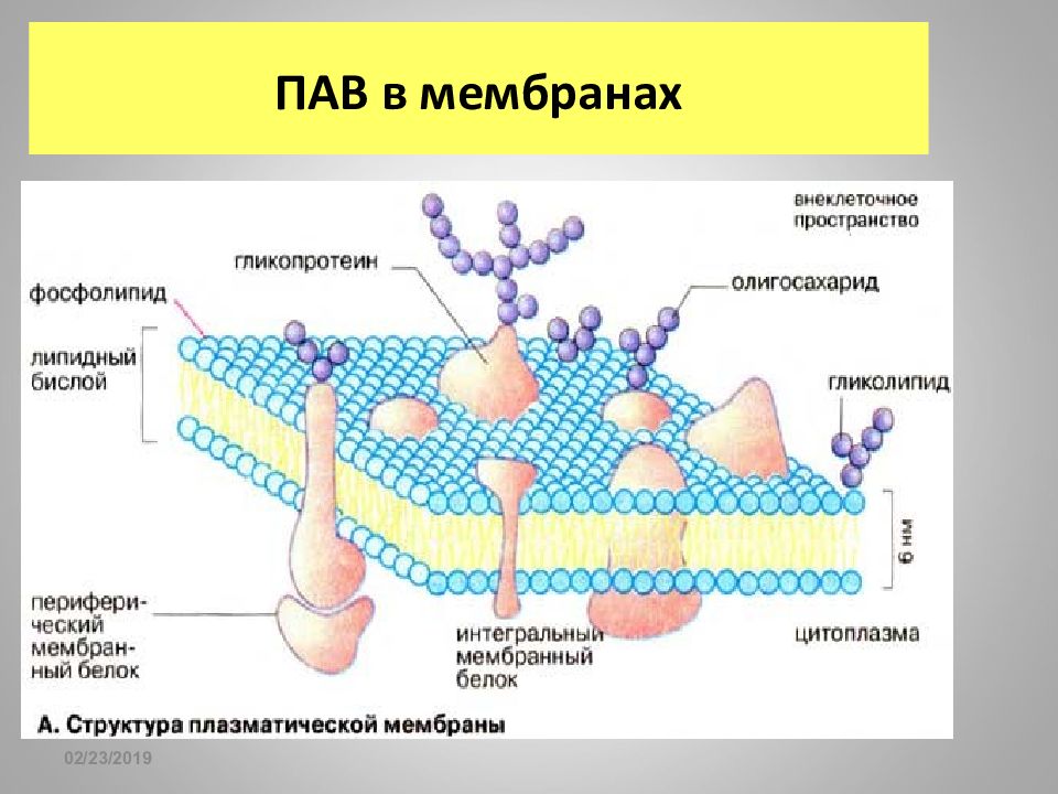 Пав п