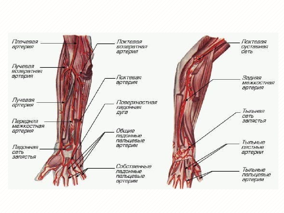 Правая лучевая артерия. Сосуды верхней конечности анатомия. Лучевая артерия анатомия ветви. Артерии предплечья и кисти анатомия. Передняя межкостная артерия предплечья.