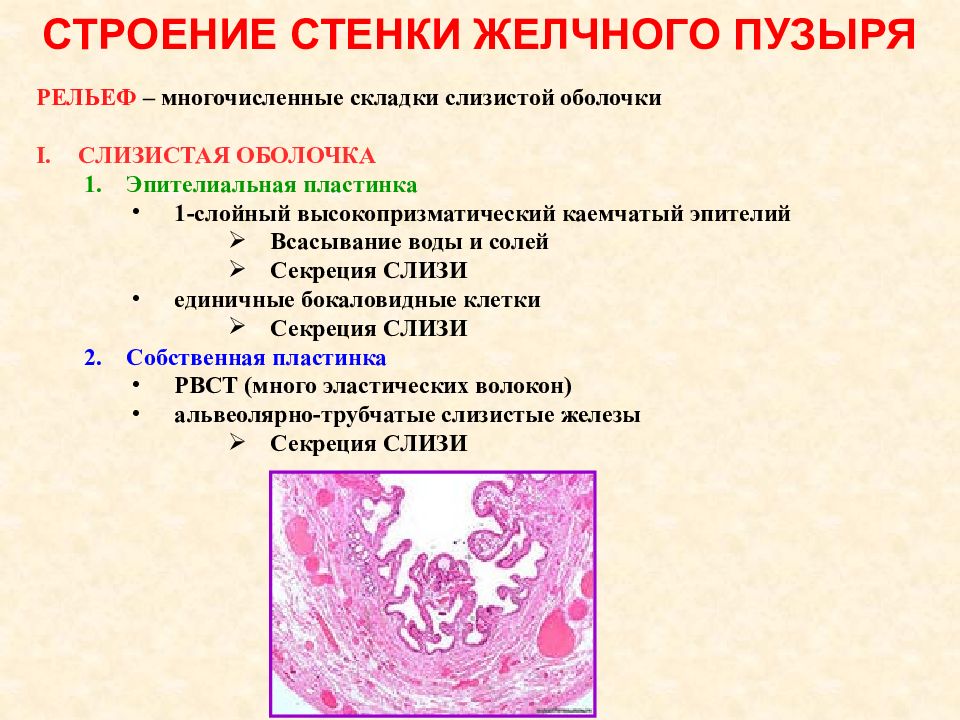 Эпителий печени и поджелудочной железы. Строение желчного пузыря гистология. Поджелудочная железа гистология. Эпителий желчного пузыр. Строение развития функция поджелудочной железы гистология.