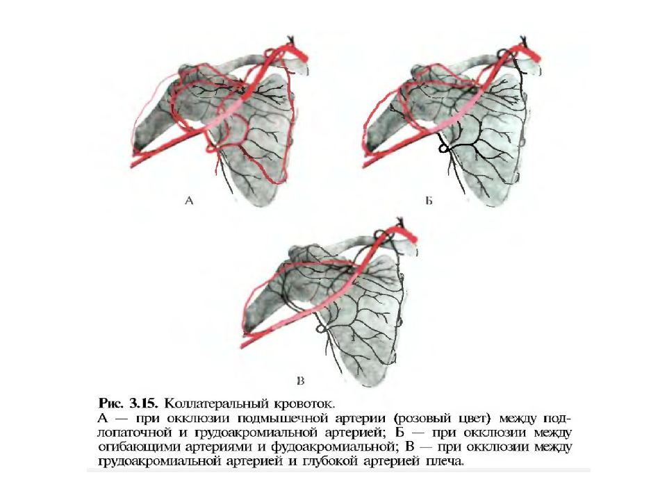 Лопаточный артериальный круг схема