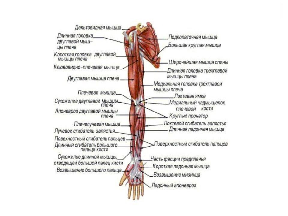 Плечо и предплечье у человека анатомия картинки фото и названия и описание