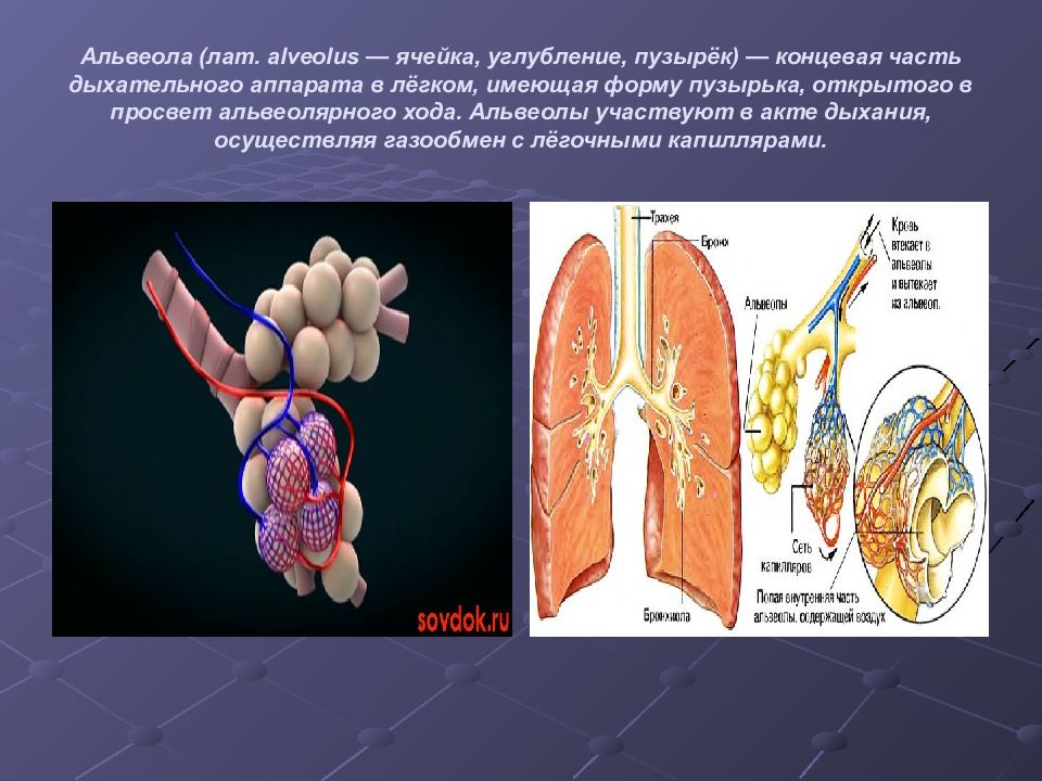 Альвеолы человека. Имеет форму пузырька. Коллоидные поверхностно-активные вещества. Вода имеет форму. Желчный пузырь в форме колпака.