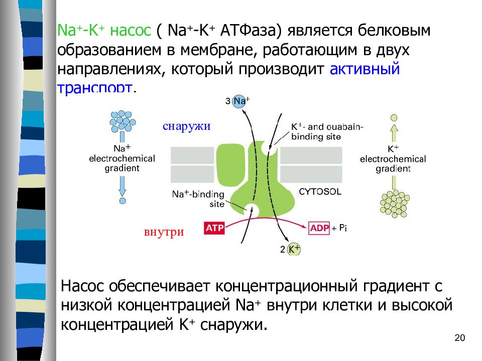 По какой схеме возможен одновременный трансмембранный перенос ионов калия и натрия