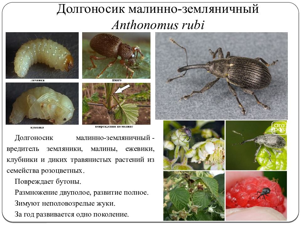 Вредители клубники описание с фотографиями. Малинно-Земляничный долгоносик (Anthonomus Rubi). Вредители малины долгоносик. Малинно-Земляничный долгоносик личинка. Малинно-Земляничный долгоносик повреждения.