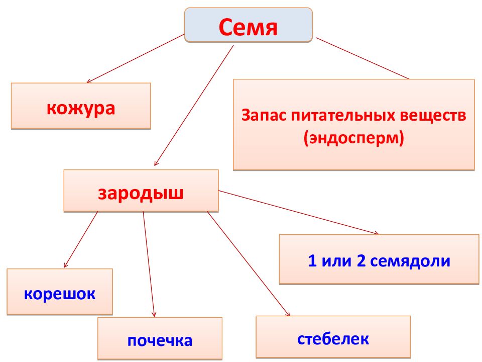 Семенная кожура