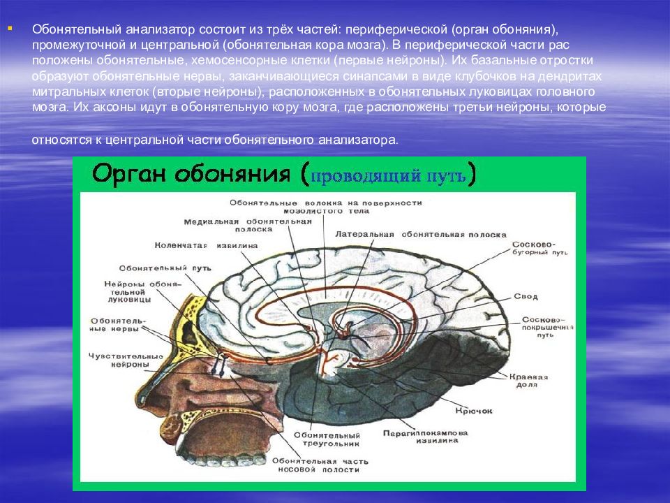 Схема обонятельного анализатора 8 класс биология