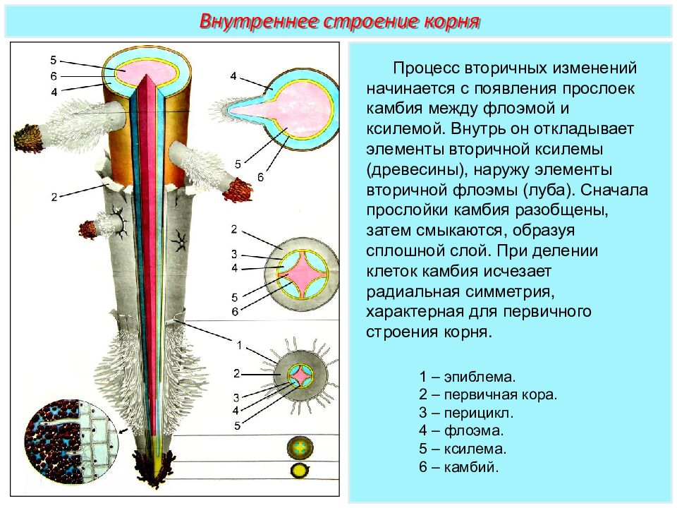 Внутреннее строение корня. Структура внутреннего строения корня. Внешнее и внутреннее строение корня рисунок. Корень внешнее и внутреннее строение корня. Внутрение строение Корн.