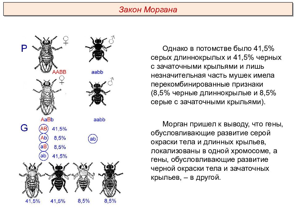 Сцепленное наследование генов презентация 10 класс