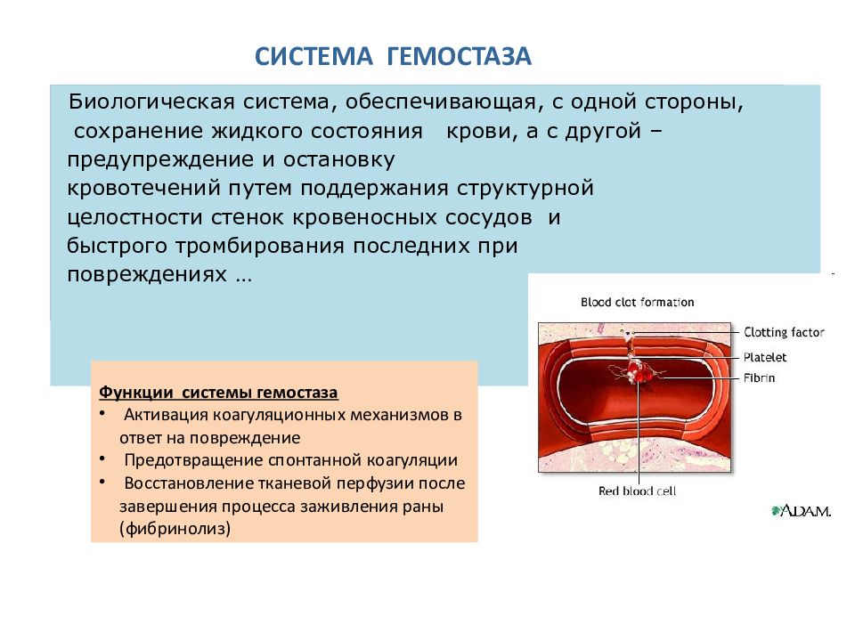 Система гемостаза презентация