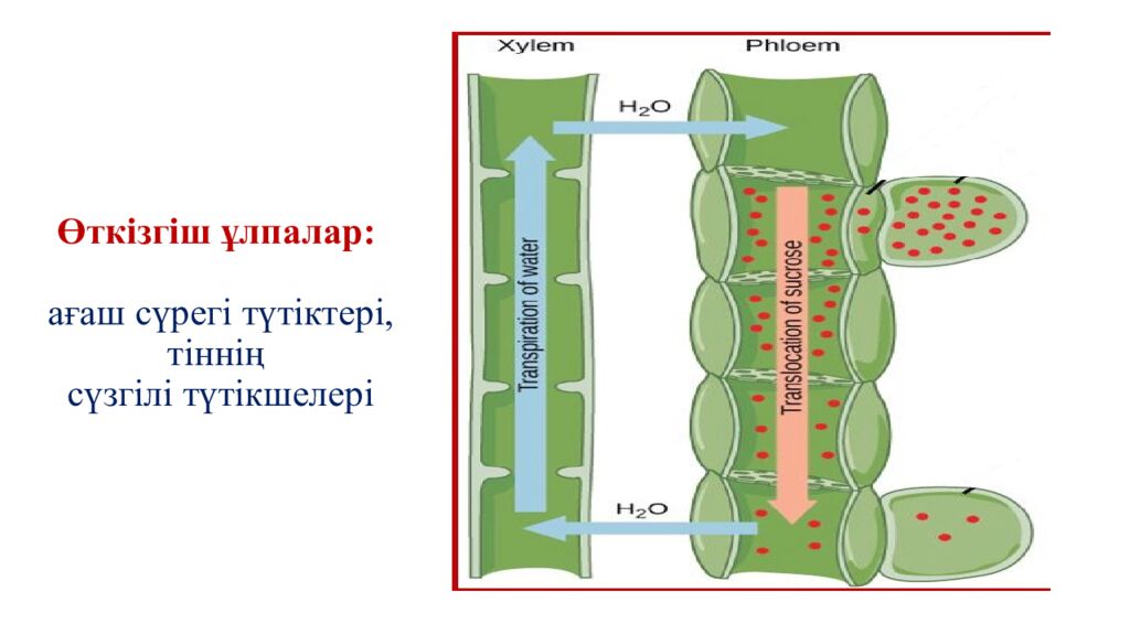 Өткізгіш ұлпалар: ағаш сүрегі түтіктері, тіннің сүзгілі түтікшелері