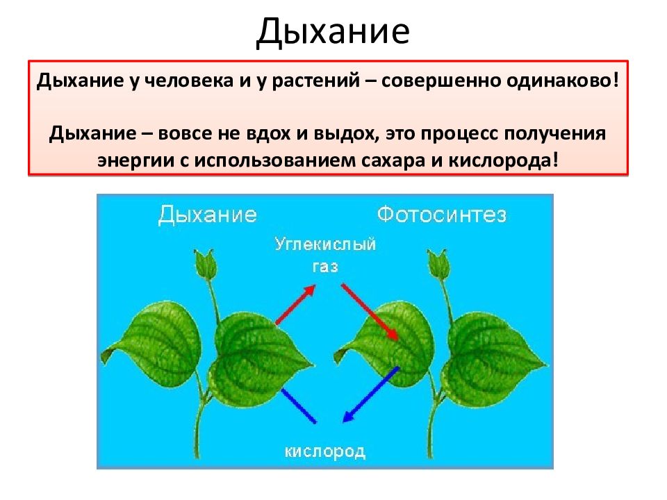 В результате дыхания растений выделяется. Дыхание растений. Процесс дыхания растений. Схема процесса дыхания растения. Дыхательные органы растений.