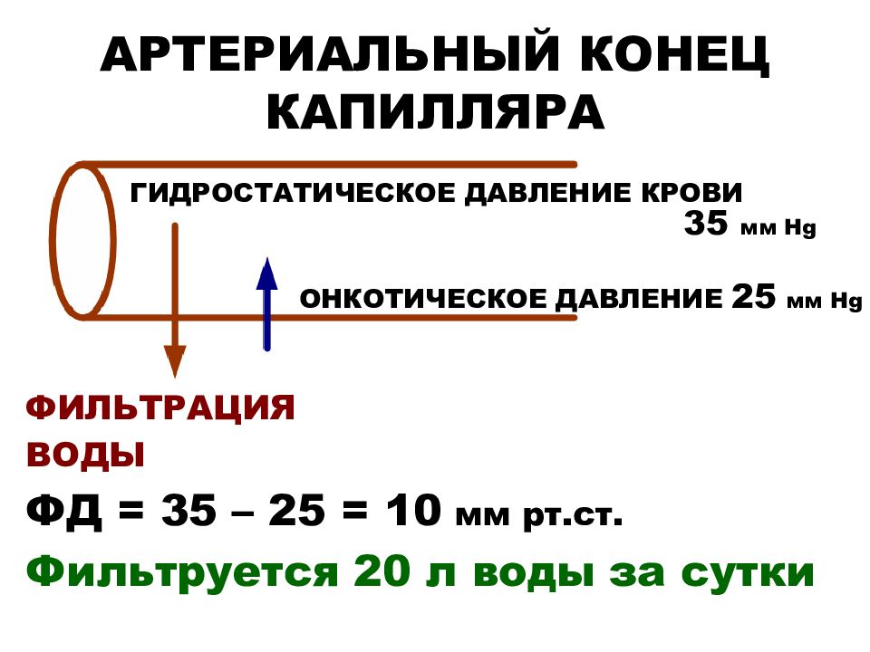 Давление в капиллярах. Онкотическое и гидростатическое давление крови. Гидростатическое давление в капиллярах. Гидростатическое давление и онкотическое давление. Гидростатическое и онкотическое давление в капилляре.