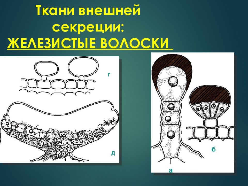 Выделительная ткань. Железистый волосок. Ткани наружной секреции. Железистые волоски строение. Железистый волосок ткань.