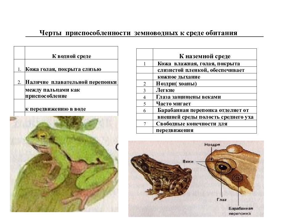 Используя рисунок 126 и 136 охарактеризуйте основные особенности строения и образа жизни земноводных