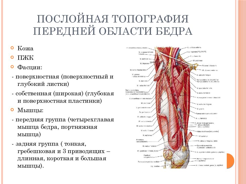 Топографическая анатомия нижней конечности презентация