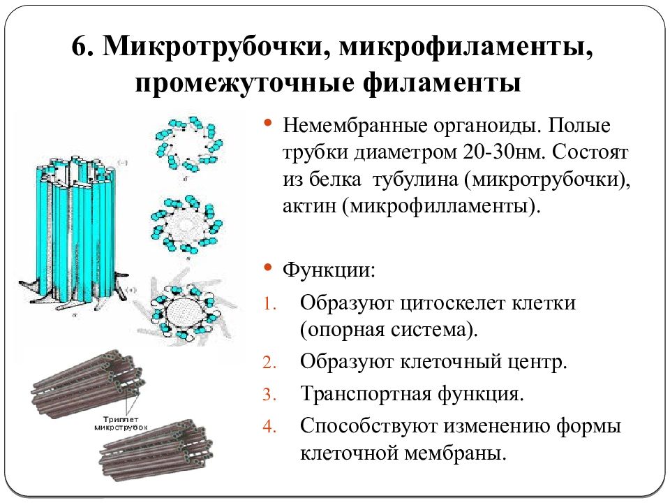 Каким номером на рисунке обозначен органоид относящийся к цитоскелету клетки