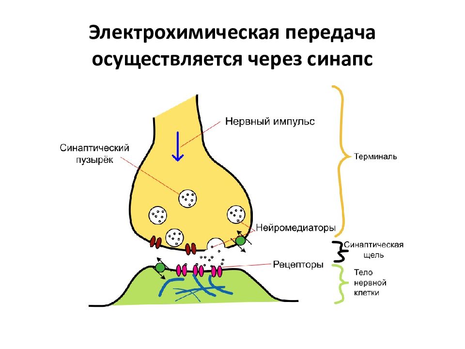 Медиатор мышечного синапса