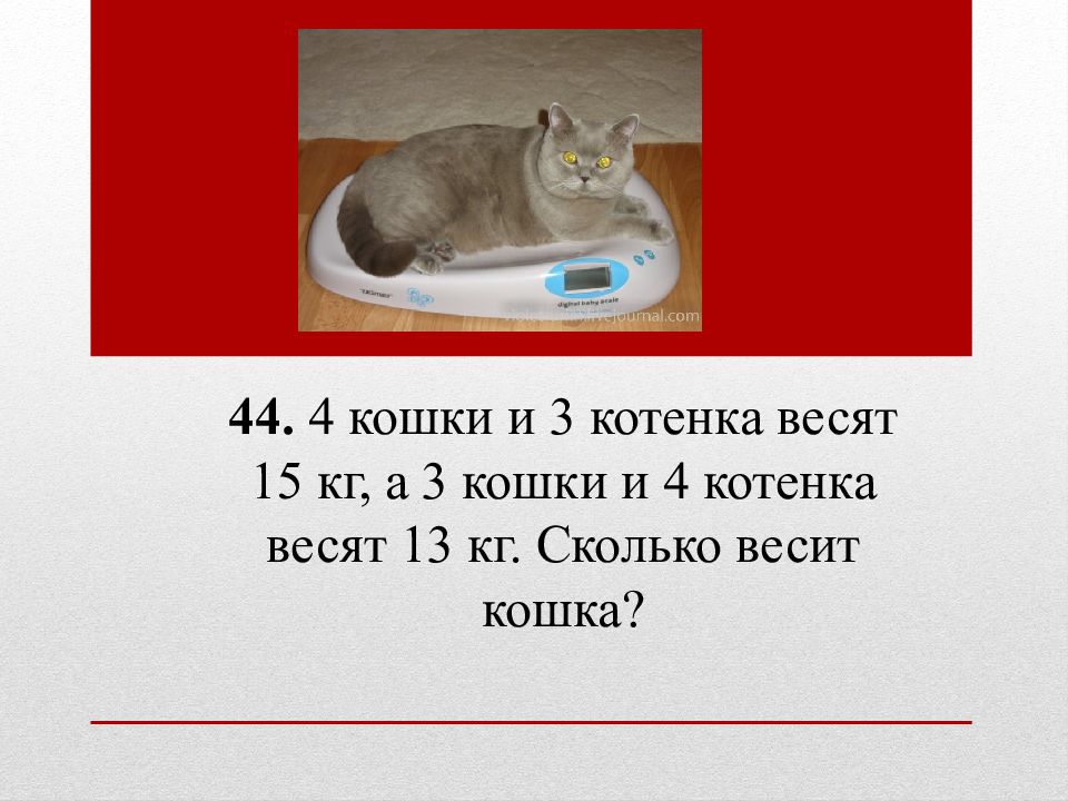 Котенок весы