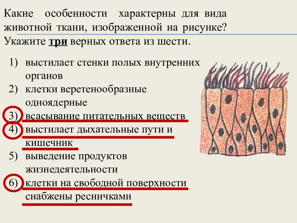 Ткань ответ. Какие ткани изображены на картинке?. Какая ткань изображена на рисунке. Какие типы тканей характерны для животных. Ткани растений и животных 6 класс.