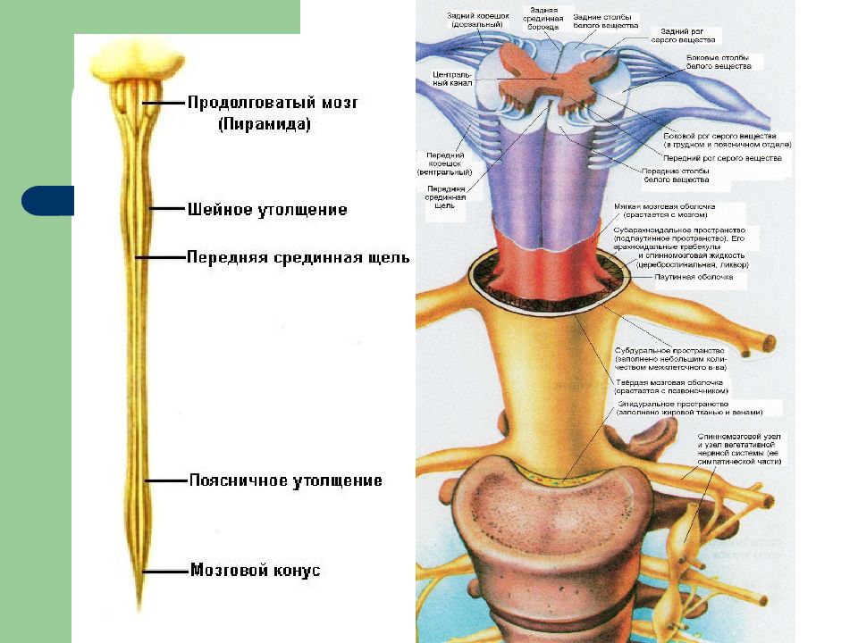 Спинной мозг картинка егэ