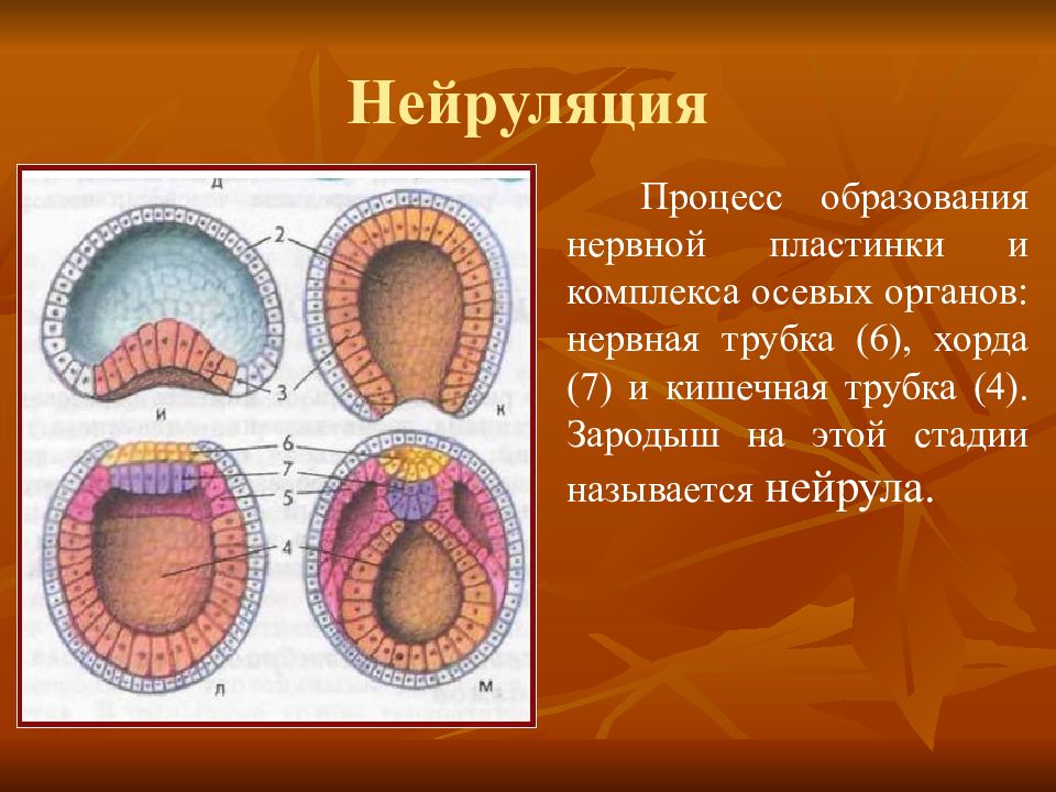 Эмбриональное развитие человека гистология презентация