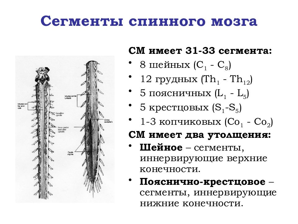 Выберите три верно обозначенные подписи к рисунку строение сегмента спинного мозга