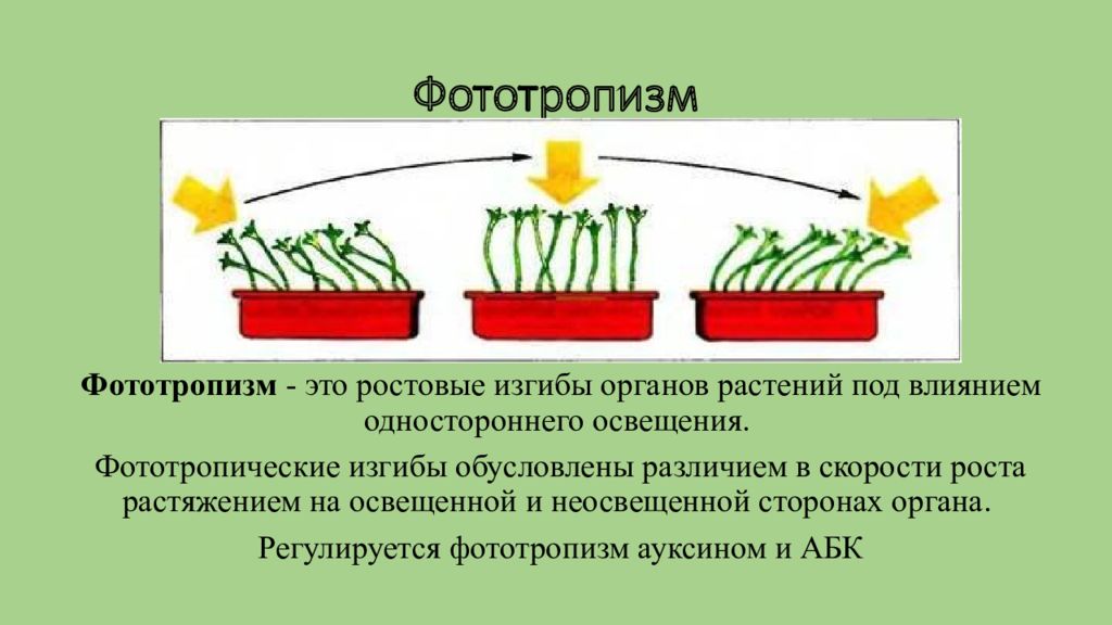 Примеры фототропизма