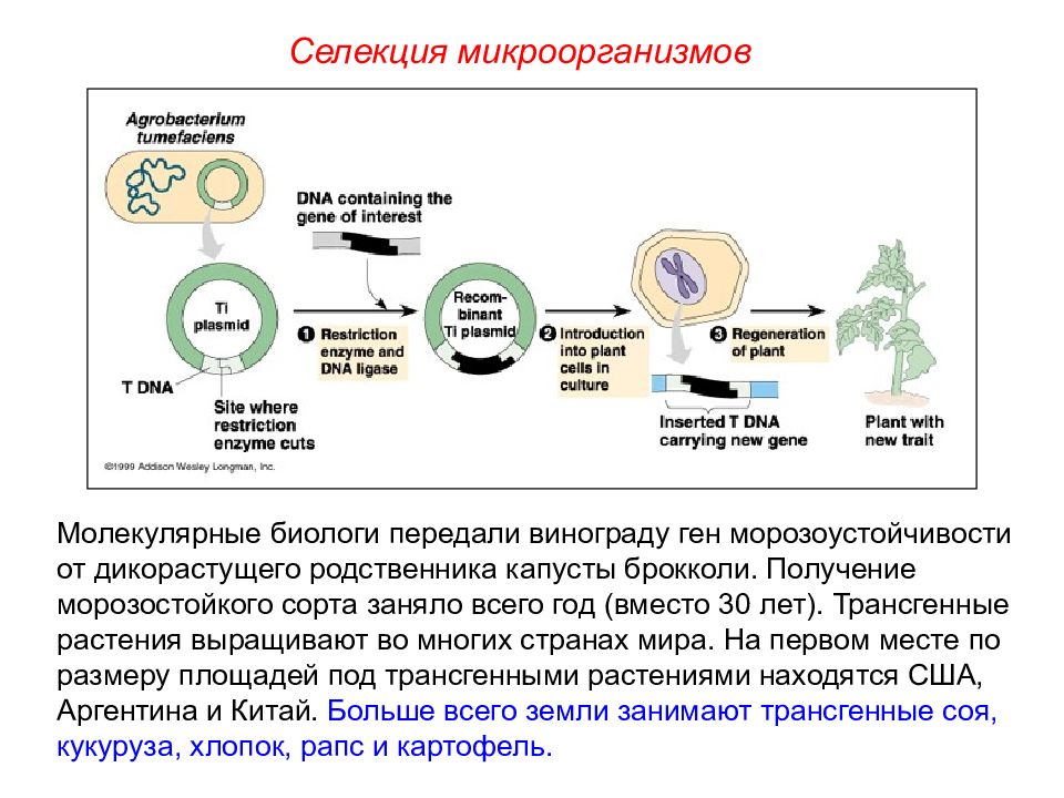 Презентация пименов селекция микроорганизмов