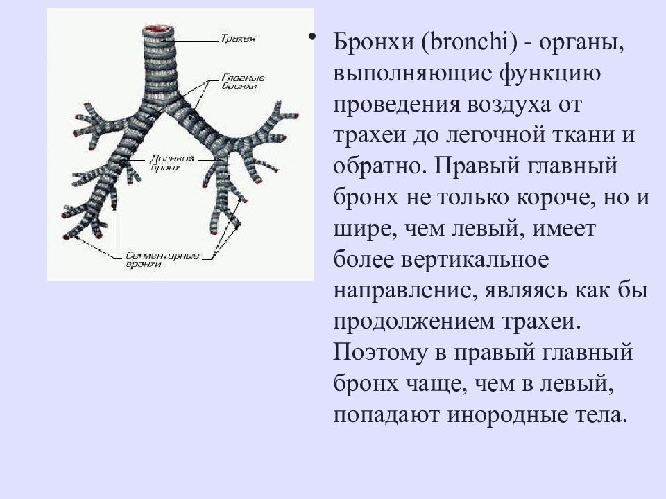 Левый бронх делится