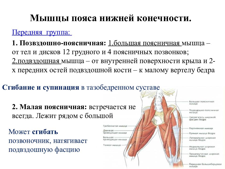 Мышцы пояса верхней конечности. Мышцы пояса нижней конечности анатомия. Передние мышцы пояса нижней конечности. Мышечная система нижняя конечность. Мышцы пояса верхней конечности передняя группа группа.