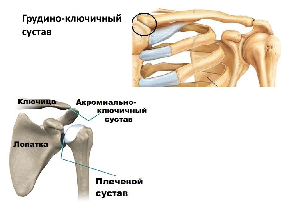 Соединение костей лопатки