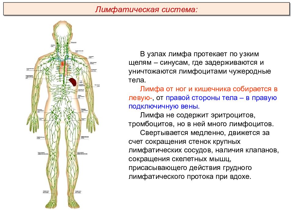 Кровеносный 5 букв. Гигиена кровеносной системы. Кровообращение и лимфообращение. Строение кровеносной системы человека ОГЭ. Строение кровеносной системы человека ОГЭ биология.