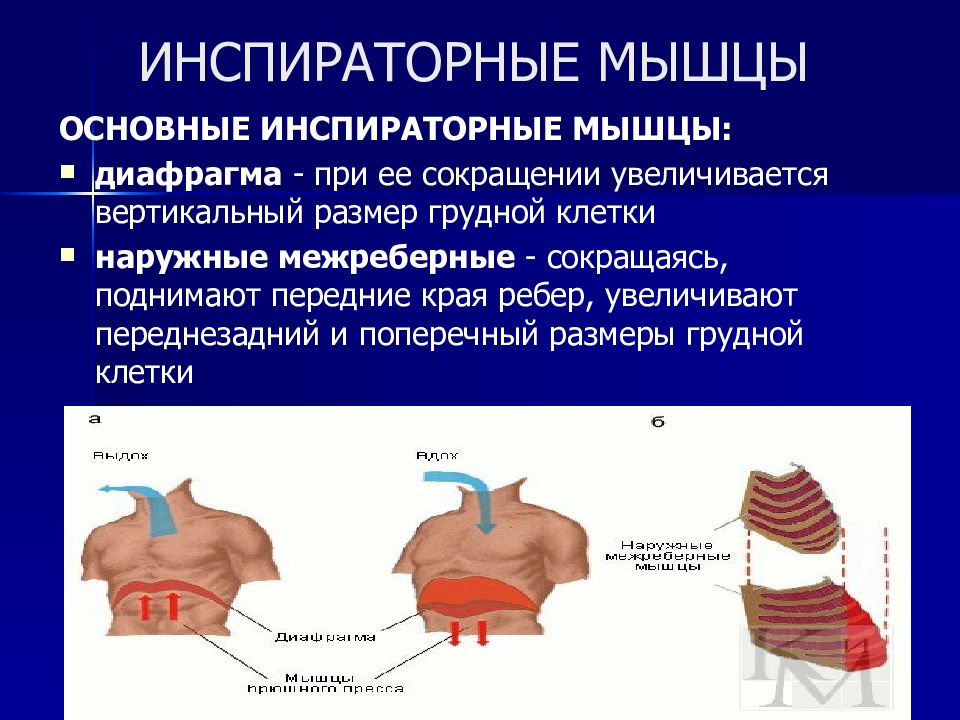 Межреберные мышцы и диафрагма. Инспираторные мышцы это физиология. Инспираторные мышцы основные и вспомогательные. Схема иннервации инспираторных мышц. Инспираторные дыхательные мышцы.