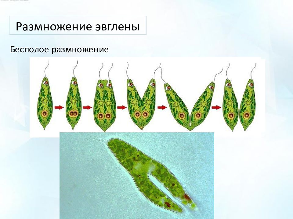 Бесполый способ размножения простейших