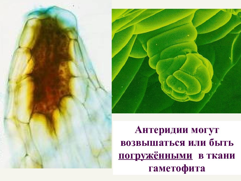 Антеридии. Антеридий папоротника. Антеридий растений. Антеридий это в биологии.