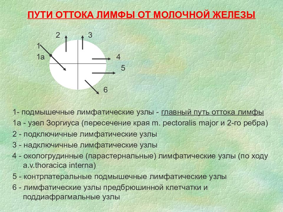 Схема лимфооттока от молочной железы